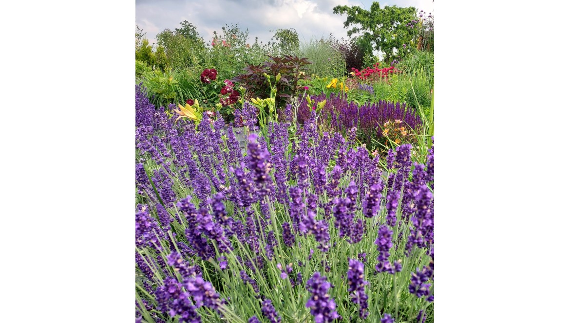 Lawenda 'Hidcote Blue' czy 'Hidcote Compact Blue'? Porównanie odmian – Blog Szkółki